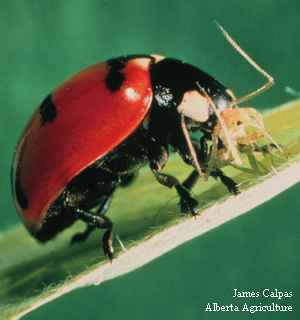 Photo of a lady beetle adult consuming an aphid