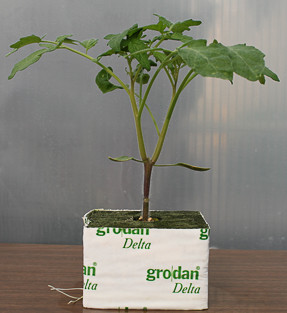 Grafted tomato large enough to transplant.