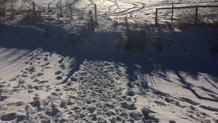 Close-up of wild boar or sounder tracks in snow  