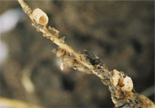 Close-up of pea leaf weevil larvae feeding on nodules