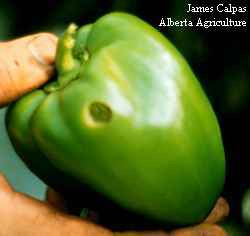 Photo of a looper feeding damage on a pepper fruit