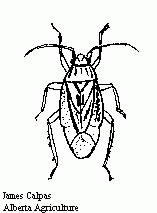 Image of a Lygus bug