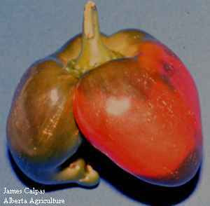 Photo of malformed fruit caused by lygus bug feeding injury when the fruit was in the very young 