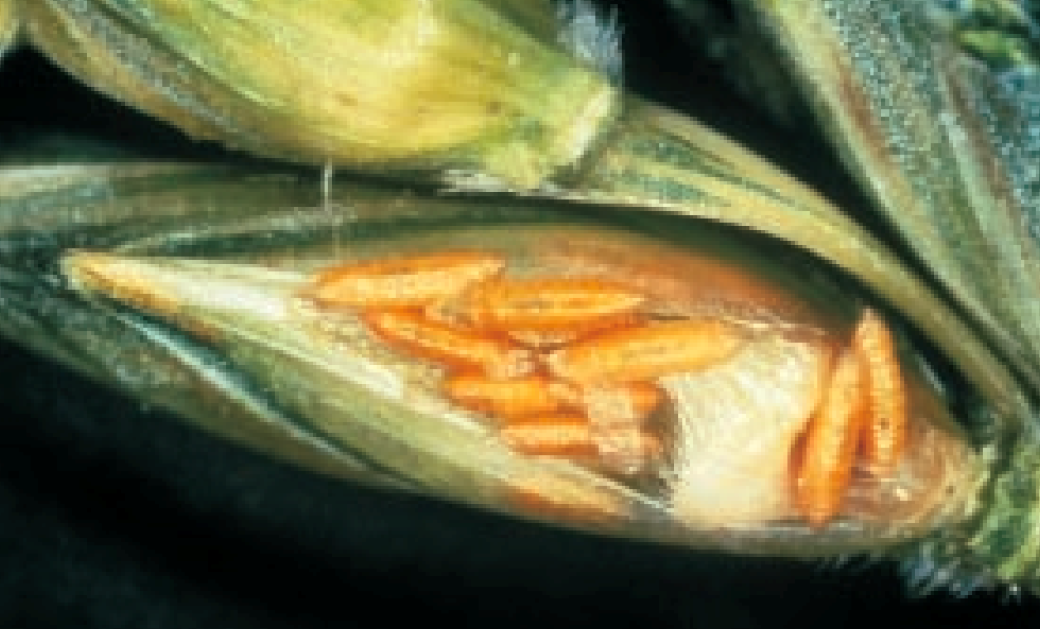 Close-up of severely damaged kernel from mature midge larvae