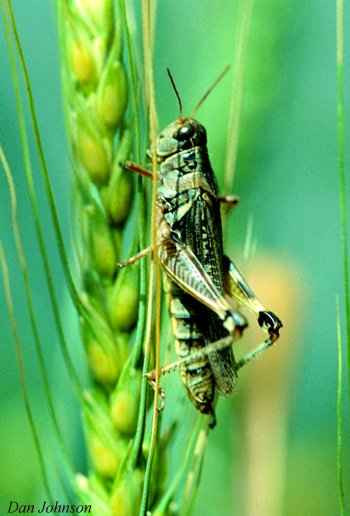 Close-up of a migratory grasshopper on a wheat spikelet