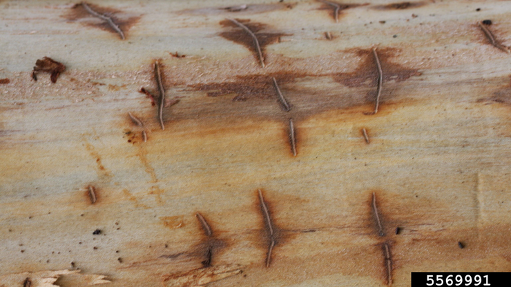Photo of a Native elm bark beetle gallery