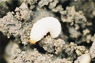 Close-up of pea leaf weevil larva
