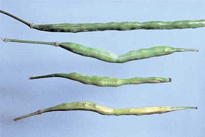 Normal canola pod (top) and pods distorted by internal feeding damage from cabbage seedpod weevil larvae
