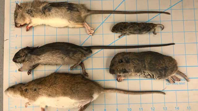 Photo of small mammals are often mistaken for rats in Alberta