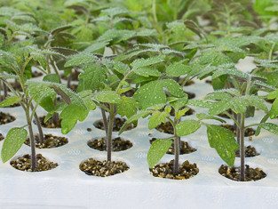 Small group of grafted tomatoes