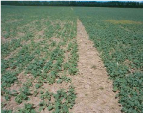 Photo of Canola grown from bare seed (field on left) versus Vitavax-treated (field on right)