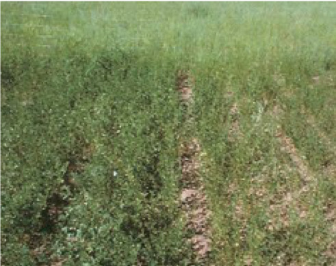 Photo of sulphur-deficient alfalfa on the right.