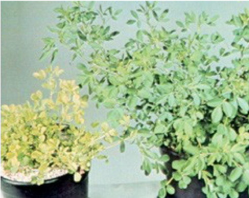 Photo of deficient alfalfa plant on left is shorter in stature with yellowing most severe on young leaves.