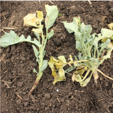 Photo of close-up of canola grown from bare seed showing sulphur deficiency resulting from seedling blight