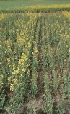 Photo of fall applied Tiger 90