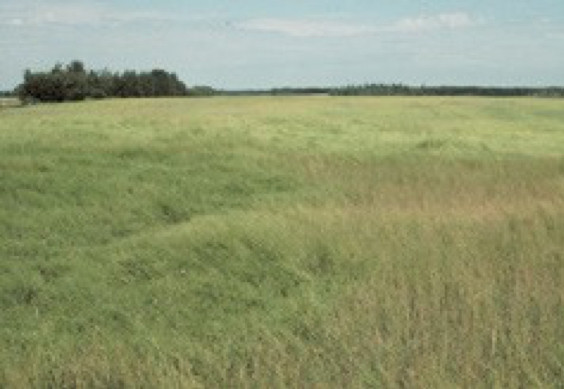 Photo of canola on the left was rescued from at early flowersulphur deficiency by applying 100 lbs/ac of 20-0-0-24 applied