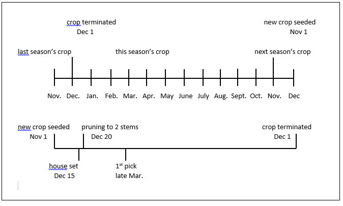 Chart showing the sweet bell pepper production cycle