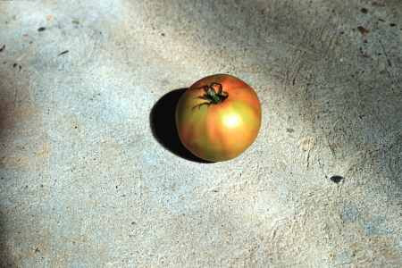 Mature tomato fruit exhibiting blotchy ripening.