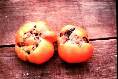 Catfacing on tomatoes.