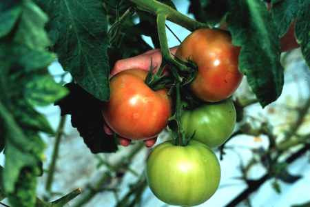 The ghost spot symptom on tomato fruit.