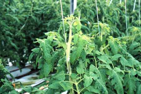 Overly vegetative, "bullish" young tomato plants.