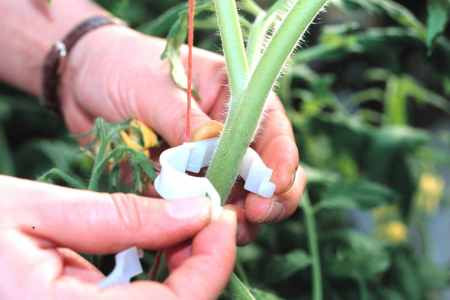 Plastic support clip being placed around a tomato stem.