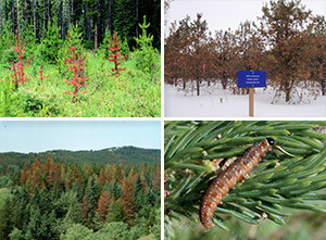 Images of trees affected by disease, and a forest pest