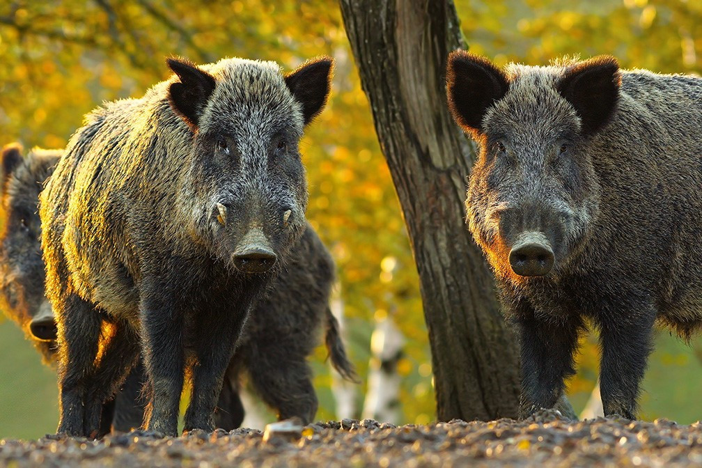 Two wild boar standing in front of a tree