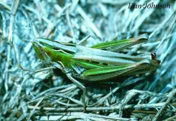 Velvet-striped grasshopper