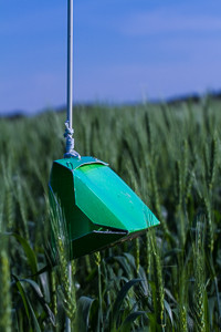 Photo of a wheat midge insect trap