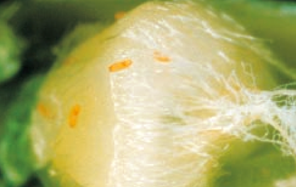 Close-up of wheat midge larvae feeding on developing wheat kernel