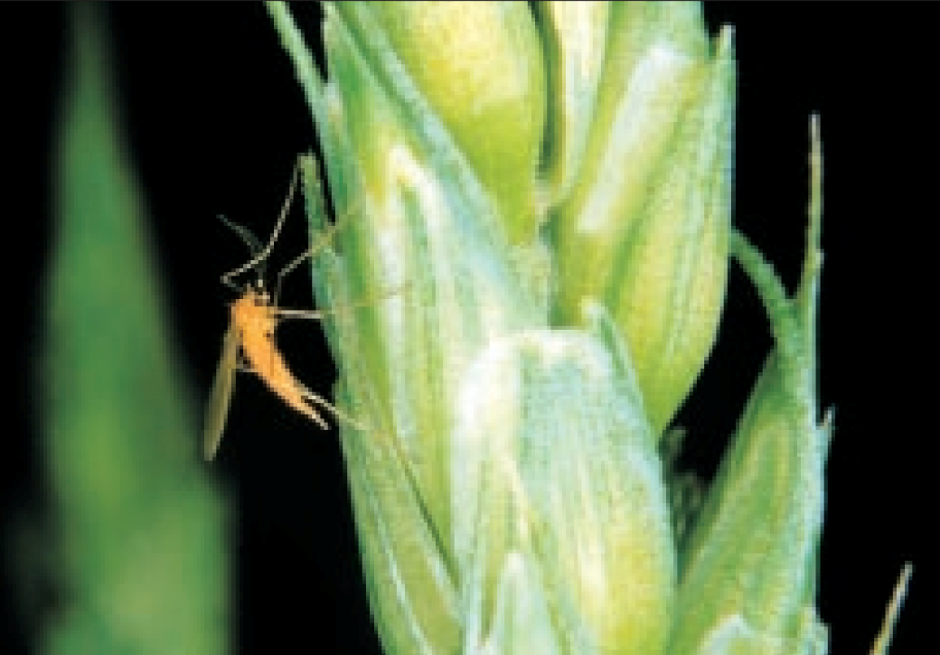 Close-up of a wheat midge on the side of a wheat spikelet