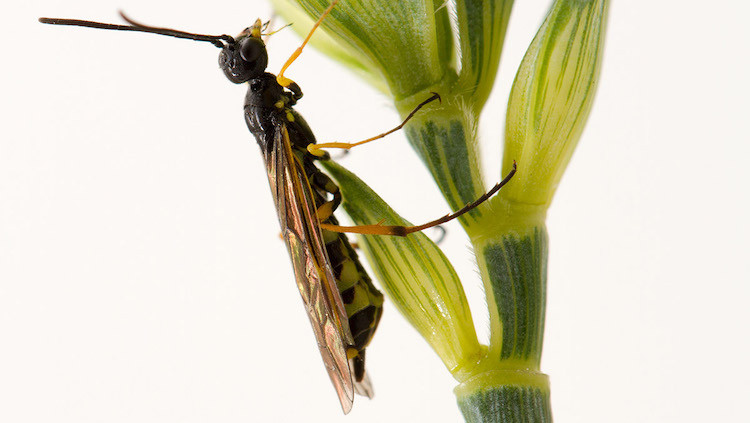 Photo of a Wheat stem sawfly