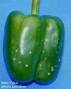 Photo of Key to the wingless forms of the common aphids found in greenhouse peppers