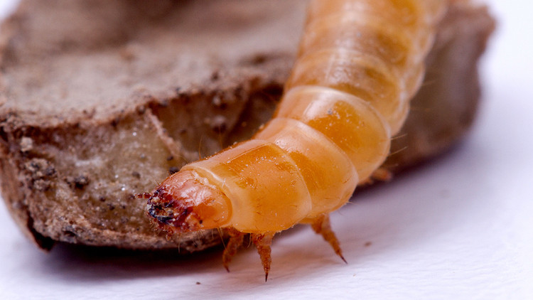 Close-up of a wireworm next to a rock