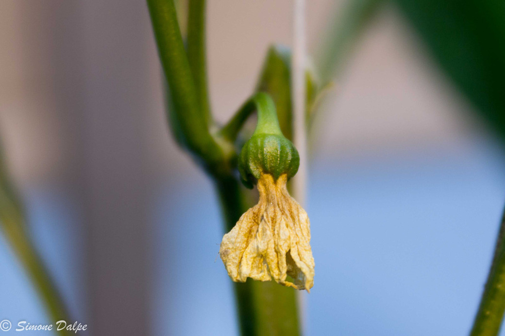 Close-up of young sweet bell pepper fruit on vine just set