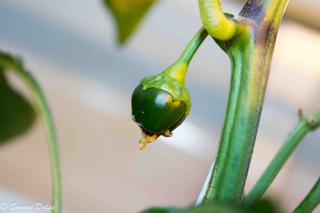 Close-up of young sweet bell pepper fruit just set on vine with no flower on end