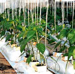Room filled with young sweet bell pepper plants with stakes holding them up