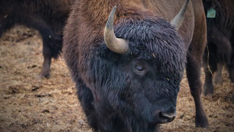 Pasture Raised Bison