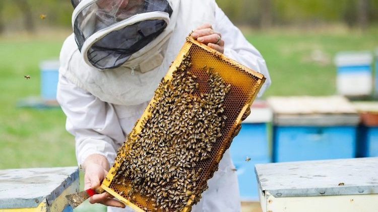 A photo of a honey worker