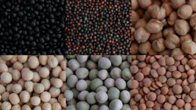 Selection of Pulses, Cereals and Oilseeds
