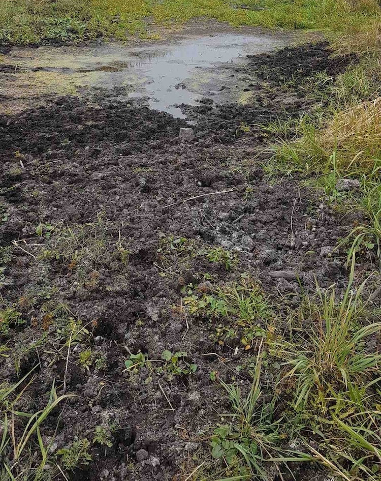 Close up of mud showing area that has been damaged by wild boar wallowing 