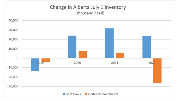 Bar graph of Alberta beef cow and heifer replacement inventory 2019 to 2022