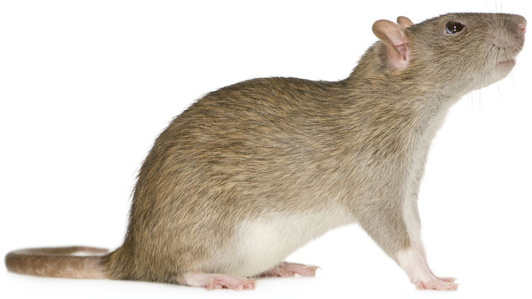 Photo of a Norway rat