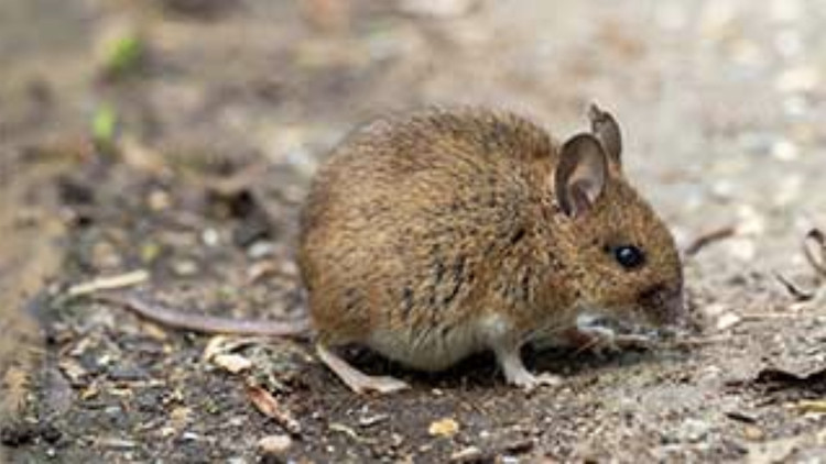 Photo of a Deer (or white-footed) mouse