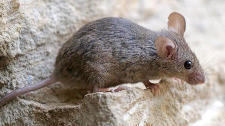 Photo of a House mouse