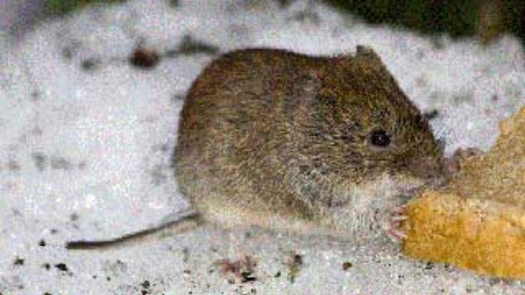 Photo of a Meadow vole (field mouse)