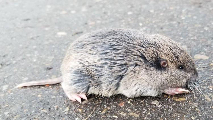 Photo of a Northern pocket gopher