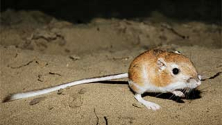 Photo of a Ord’s kangaroo rat