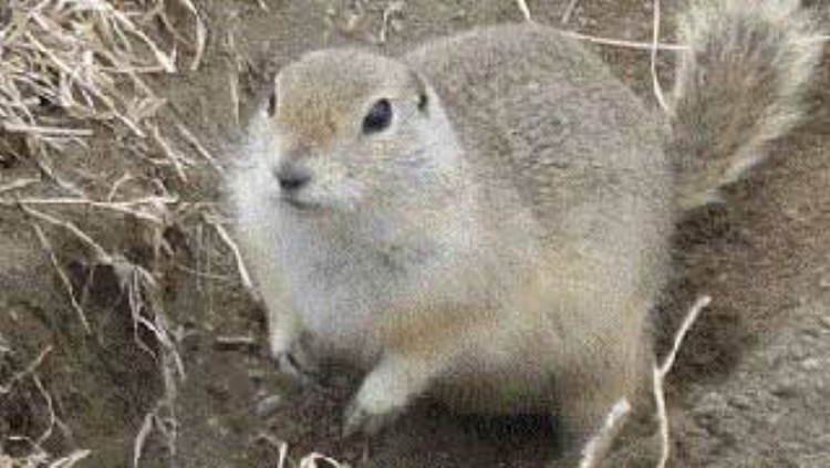 Photo of a Richardson ground squirrel (gopher)